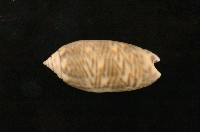 藏品(紫口榧螺)的圖片